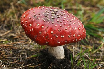 Fly Agaric (Amanita muscaria var muscaria)