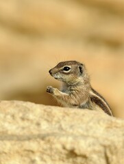 Barbary Ground Squirrel (Atlantoxerus getulus), Fuerteventura, Canary Islands, Spain, Europe