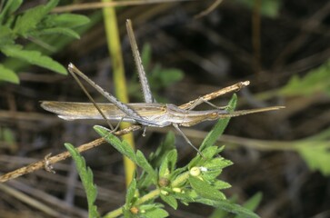 Mediterranean Slant-faced Grasshopper (Acrida ungarica), Po Valley, Italy, Europe