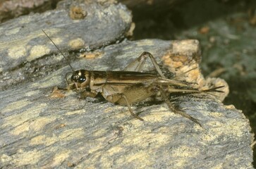 House Cricket (Acheta domesticus)