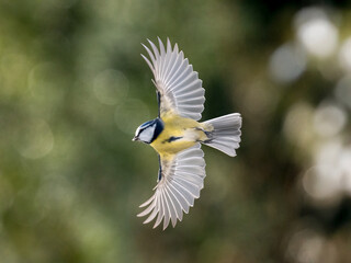 Blaumeise (Cyanistes caeruleu)