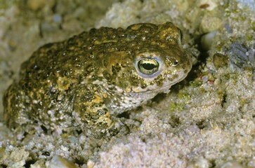 Natterjack toad (Bufo calamita) in a sand pit