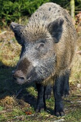 Wild Boar (Sus scrofa), sow in a forest