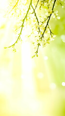 Obraz premium Blooming tree branch with delicate white flowers creates a serene and beautiful spring scene.