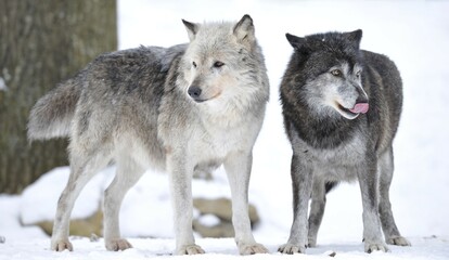 Mackenzie Valley Wolf, Alaskan Tundra Wolf or Canadian Timber Wolf (Canis lupus lycaon), two wolves in the snow, the female leader of the pack on the left