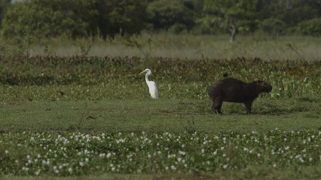 Flying bird lands on the largest rodent in the world called Capybara