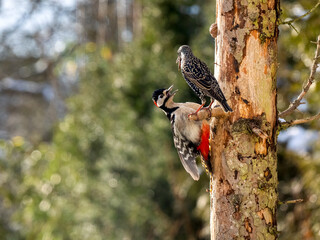 Star (Sturnus vulgaris)  Buntspecht (Dendrocopos major)
