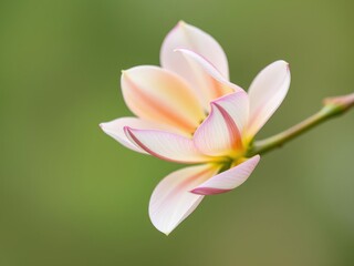 Fototapeta premium Delicate petals unfolding on a stem, bloom, garden, floral arrangement
