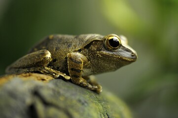 Common Tree Frog, Four-lined Tree Frog, or White-lipped Tree Frog (Polypedates leucomystax), Greater Sunda Islands, South East Asia