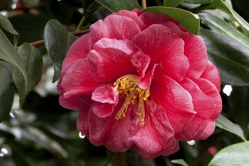 Fototapeta premium Flower, Camellia (Camellia japonica)
