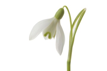 Snowdrop (Galanthus nivalis)