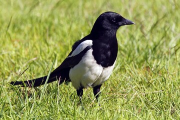 Black-billed magpie (Pica pica)