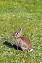 Young European Rabbit (Oryctolagus cuniculus)