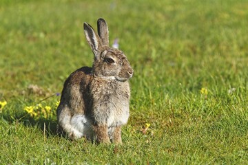 European Rabbit (Oryctolagus cuniculus)