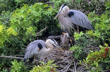 Great Blue Heron (Ardea herodias)