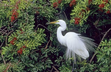 Great Egret (Casmerodius albus)