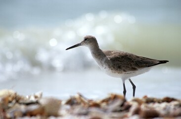 Willet (Catoptrophorus semipalmatus)