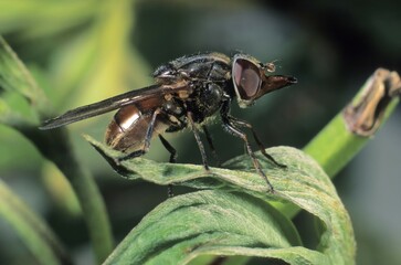 Field Hoverfly (Rhingia campestris)