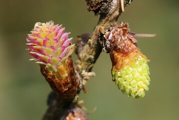 Male and female flower of the Larch (Larix decidua)