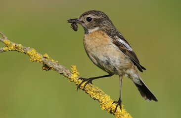 African Stonechat (Saxicola rubicola), female