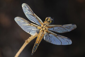 Four-spotted chaser, Four-spotted skimmer (Libellula quadrimaculata)