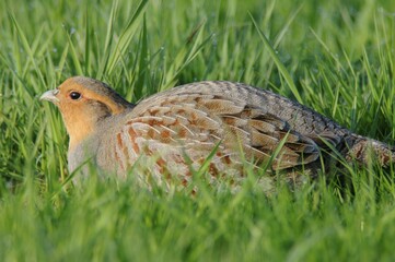 Grey Partridge (Perdix perdix)