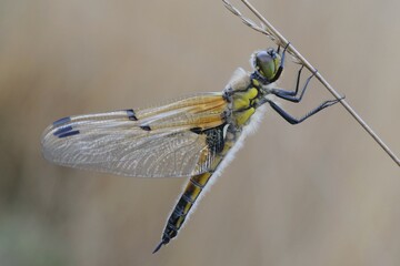 Four-spotted chaser, Four-spotted skimmer (Libellula quadrimaculata)