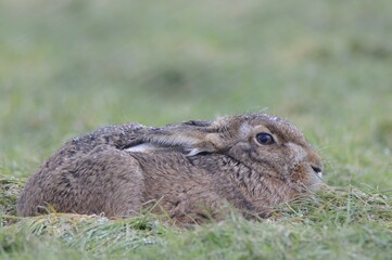 Hare (Lepus europaeus)