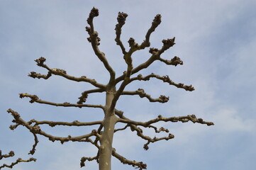 The tree in Oberkassel Dusseldorf
