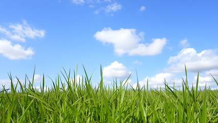 Obraz premium Green grass and blue sky with white clouds