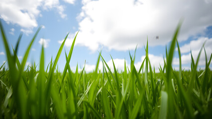 Obraz premium Green grass and blue sky with white clouds