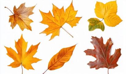 There are many diverse types of leaves displayed on a white background