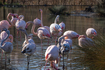 Flamingos on a Pond in Switzerland