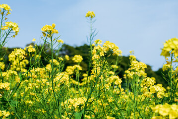菜の花畑