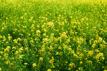 Obraz premium 菜の花畑