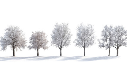 Fototapeta premium Snow-covered trees create a serene winter landscape in a quiet area during daytime light