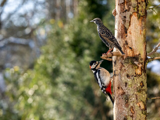 Star (Sturnus vulgaris)  Buntspecht (Dendrocopos major)