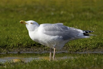 Herring Gull (Larus argentatus) drinking water from a puddle, Buesum, North Sea coast, Schleswig-Holstein, Germany, Europe
