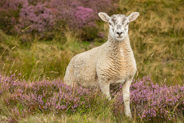 Lamb in Summertime, well grown lamb, free roaming and stood in blooming purple heather in the Yorkshire Dales, UK, facing camera.  Horizontal.  Space for copy. © Moorland Roamer