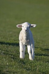 Obraz premium Lamb (Ovis ammon f. aries) on a pasture, Nordfriesland, Schleswig-Holstein, Germany, Europe