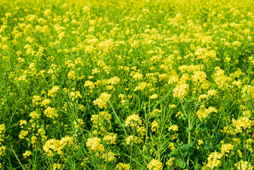 Fototapeta premium 菜の花畑