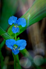 The flowers of Commelina communis are beautiful, growing in the forest with vibrant colors and a radiant glow under the sunlight., blue iris flower