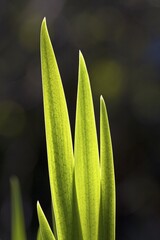 Flag Iris leaves in spring (Iris pseudacorus), spring foliage, shoots, backlight