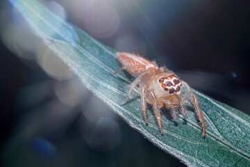 The unique spider with an elegant pattern on its head, resembling a tribe from the depths of the Amazon rainforest, rests on a leaf as sunlight filters through the forest., spider on a leaf