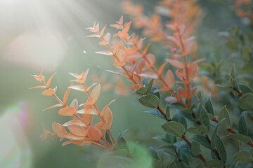 The Rotala rotundifolia plant with its fresh morning hues, the atmosphere of a Japanese cherry blossom garden, bathed in the morning sunlight and the glimmer of a macro lensautumn leaves in the forest