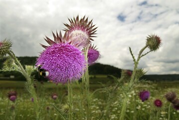 Musk Thistles (Carduus nutans)