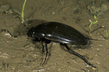 Great Silver Beetle or Giant Water Beetle (Hydrous piceus), Hortobagy ponds in Hungary, Europe