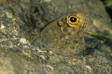 Large Wall Brown (Lasiommata maera), male, wing underside