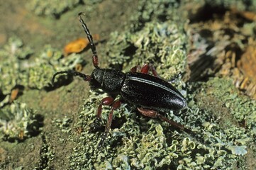 Iberodorcadion fuliginator (Iberodorcadion fuliginator)