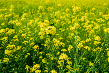 Obraz premium 菜の花畑